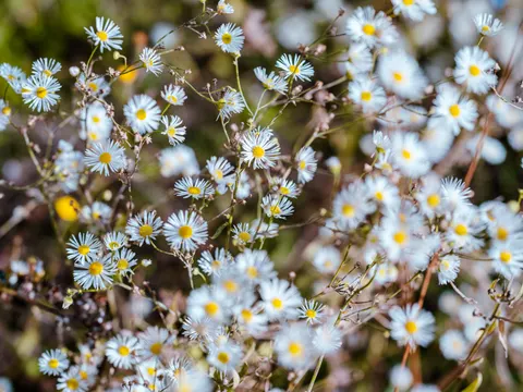 Daisy Field 4K Wallpaper · flowers · 3840×2878