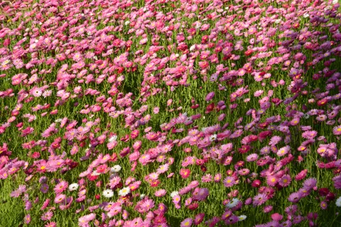 Daisy Field 4K Wallpaper · flowers · 3840×2553
