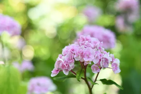 Hydrangea 4K Wallpaper · flowers · 3840×2560