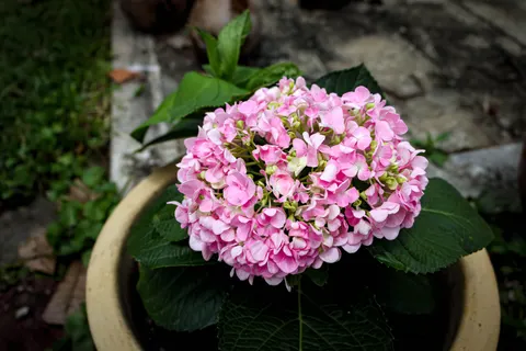 Hydrangea 4K Wallpaper · flowers · 3840×2560