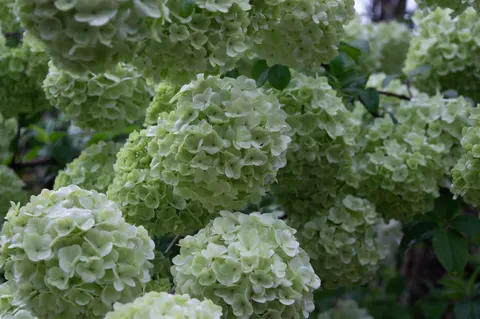 Hydrangea 4K Wallpaper · flowers · 3840×2553