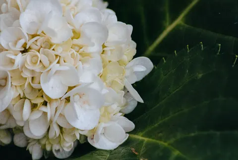 Hydrangea 4K Wallpaper · flowers · 3840×2580