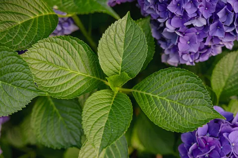 Hydrangea 4K Wallpaper · flowers · 3840×2560