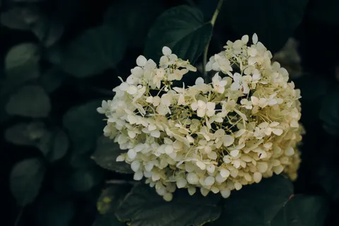 Hydrangea 4K Wallpaper · flowers · 3840×2560