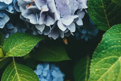 Hydrangea 4K Wallpaper · flowers · 3840×2560