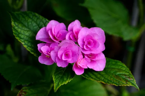 Hydrangea 4K Wallpaper · flowers · 3840×2561