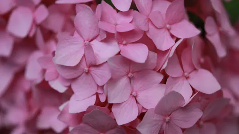 Hydrangea 4K Wallpaper · flowers · 3840×2158
