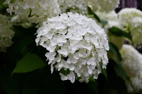 Hydrangea 4K Wallpaper · flowers · 3840×2560