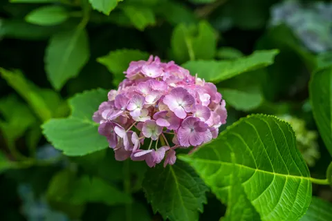 Hydrangea 4K Wallpaper · flowers · 3840×2560
