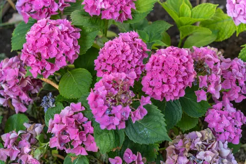 Hydrangea 4K Wallpaper · flowers · 3840×2560