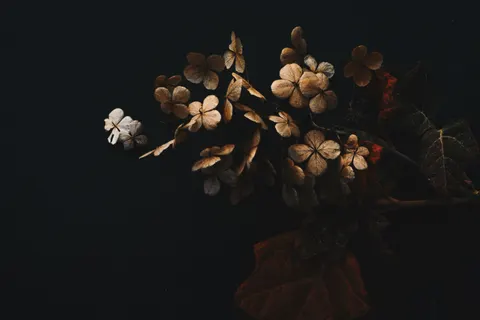 Hydrangea 4K Wallpaper · flowers · 3840×2563