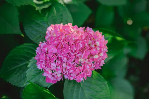 Hydrangea 4K Wallpaper · flowers · 3840×2563