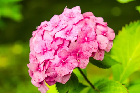 Hydrangea 4K Wallpaper · flowers · 3840×2563