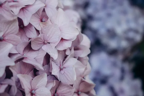Hydrangea 4K Wallpaper · flowers · 3840×2560