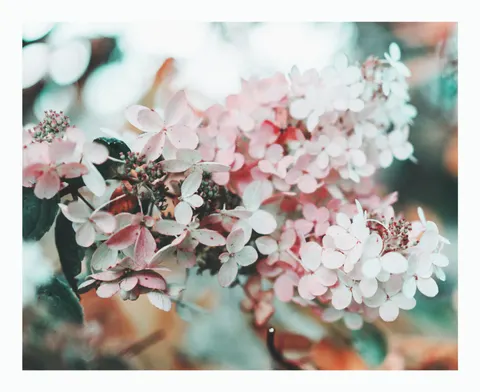 Hydrangea 4K Wallpaper · flowers · 3840×3138