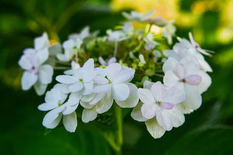 Hydrangea 4K Wallpaper · flowers · 3840×2560