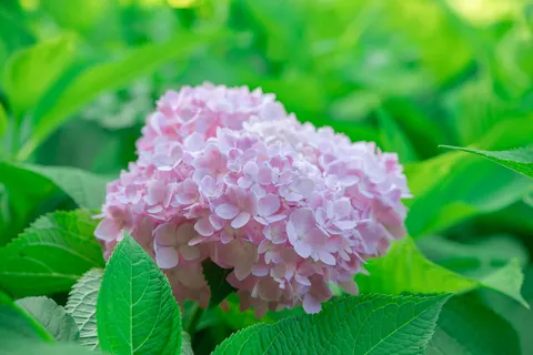 Hydrangea 4K Wallpaper · flowers · 3840×2560