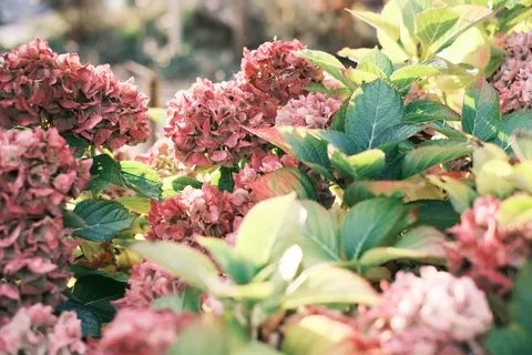 Hydrangea 4K Wallpaper · flowers · 3840×2560