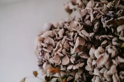 Hydrangea 4K Wallpaper · flowers · 3840×2560