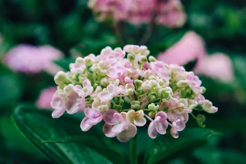 Hydrangea 4K Wallpaper · flowers · 3840×2560