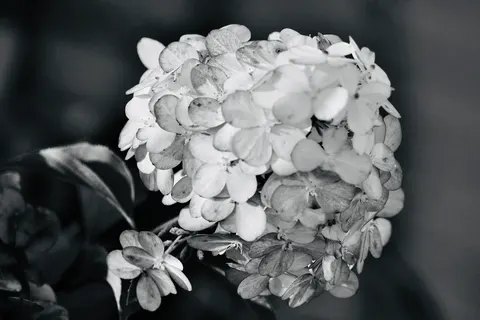 Hydrangea 4K Wallpaper · flowers · 3840×2560