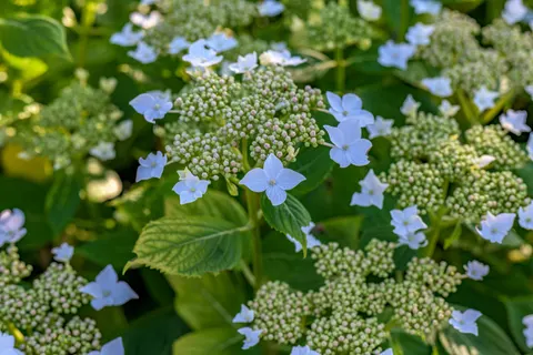 Hydrangea 4K Wallpaper · flowers · 3840×2560
