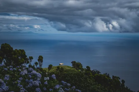 Hydrangea 4K Wallpaper · flowers · 3840×2560