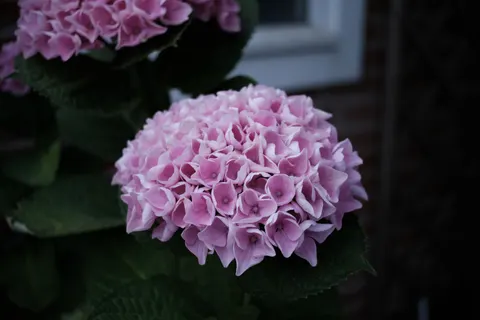 Hortensia 4K-achtergrond · flowers · 3840×2560