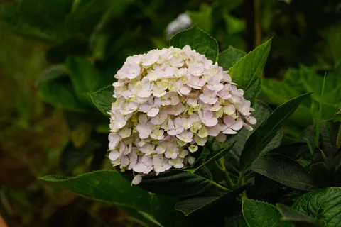 Hydrangea 4K Wallpaper · flowers · 3840×2560