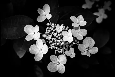 Hydrangea 4K Wallpaper · flowers · 3840×2560