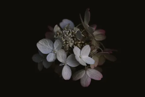 हाइड्रेंजिया 4K वॉलपेपर · flowers · 3840×2563