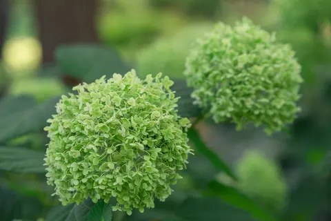 Hydrangea 4K Wallpaper · flowers · 3840×2560