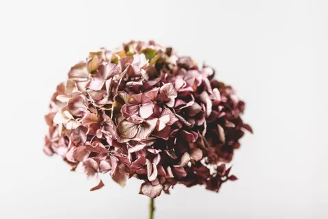 Hydrangea 4K Wallpaper · flowers · 3840×2563