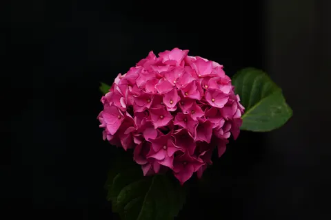 Hydrangea 4K Wallpaper · flowers · 3840×2561