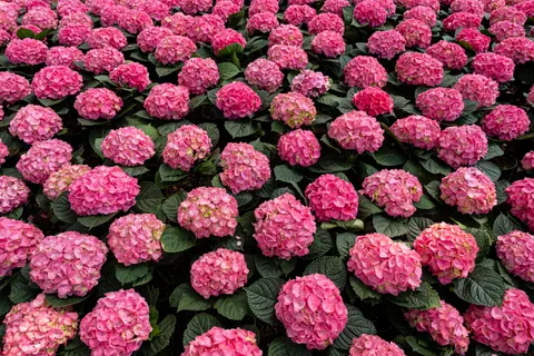 Hydrangea 4K Wallpaper · flowers · 3840×2560