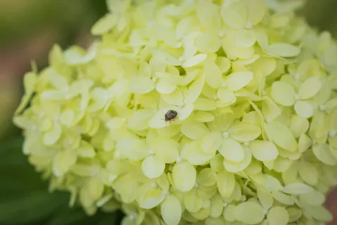 Hydrangea 4K Wallpaper · flowers · 3840×2560