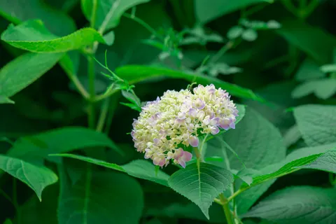 Hydrangea 4K Wallpaper · flowers · 3840×2560
