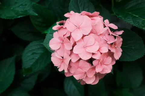 Hydrangea 4K Wallpaper · flowers · 3840×2560