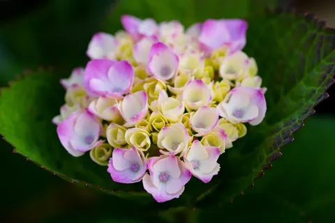 Hydrangea 4K Wallpaper · flowers · 3840×2560