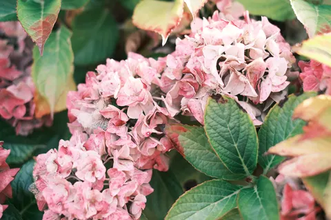 Hydrangea 4K Wallpaper · flowers · 3840×2560