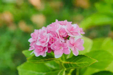Hydrangea 4K Wallpaper · flowers · 3840×2560