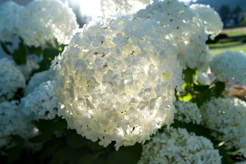 Hydrangea 4K Wallpaper · flowers · 3840×2558