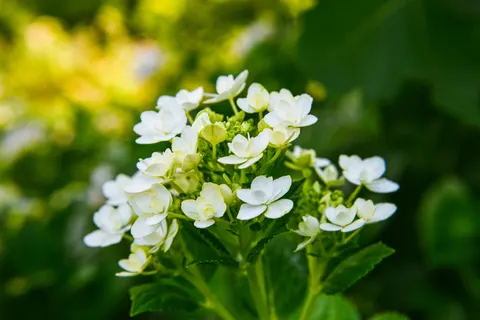 Hydrangea 4K Wallpaper · flowers · 3840×2560