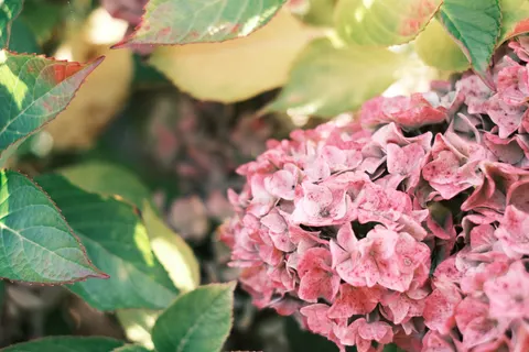 Hydrangea 4K Wallpaper · flowers · 3840×2560