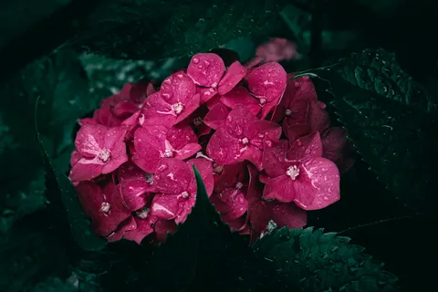 Hydrangea 4K Wallpaper · flowers · 3840×2560