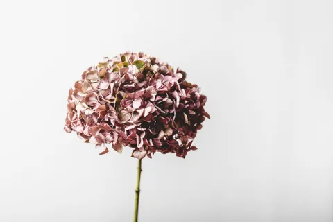 Hydrangea 4K Wallpaper · flowers · 3840×2563