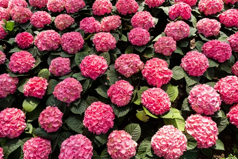 Hydrangea 4K Wallpaper · flowers · 3840×2560