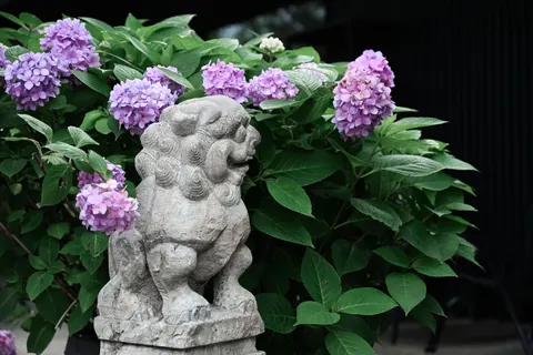 Hydrangea 4K Wallpaper · flowers · 3840×2560