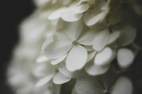 Hydrangea 4K Wallpaper · flowers · 3840×2560