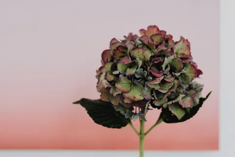 Hydrangea 4K Wallpaper · flowers · 3840×2560